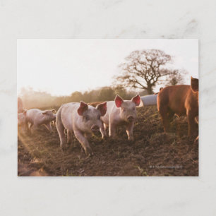 Ferkel in Barnyard Postkarte