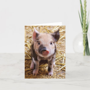 Ferkel Karte