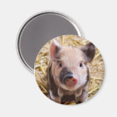 Ferkel Magnet (Vorderseite/Rückseite)