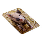 Ferkel Magnet (Rechte Seite)