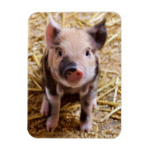 Ferkel Magnet (Vertikal)