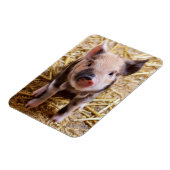 Ferkel Magnet (Linke Seite)