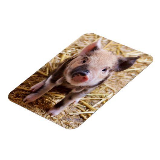 Ferkel Magnet (Linke Seite)