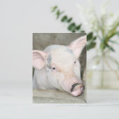 Ferkel Postkarte (Stehend Vorderseite)