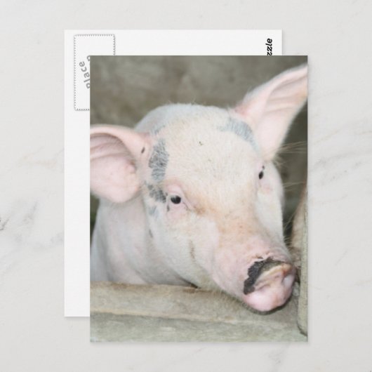 Ferkel Postkarte (Vorne/Hinten)