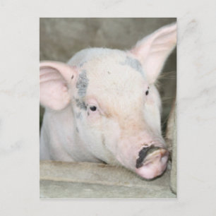 Ferkel Postkarte