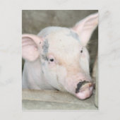 Ferkel Postkarte (Vorderseite)