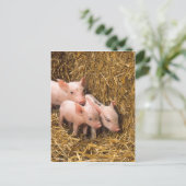 Ferkel Postkarte (Stehend Vorderseite)
