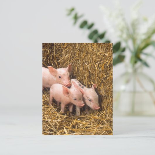 Ferkel Postkarte (Stehend Vorderseite)