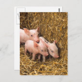 Ferkel Postkarte (Vorne/Hinten)