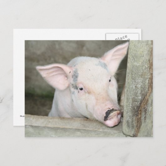 Ferkel Postkarte (Vorne/Hinten)