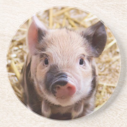 Ferkel Sandstein Untersetzer (Vorne)