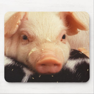Ferkel-Schwein-entzückende Gesichts-Schnauze Mousepad