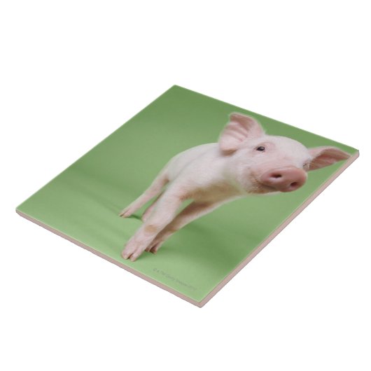 Ferkel stehend fliese (Seite)