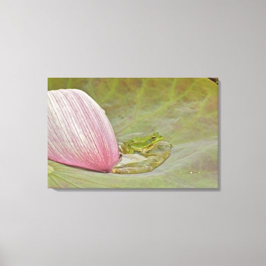 Ferkel und Lotus, Blume, China, Leinwanddruck (Vorderseite)