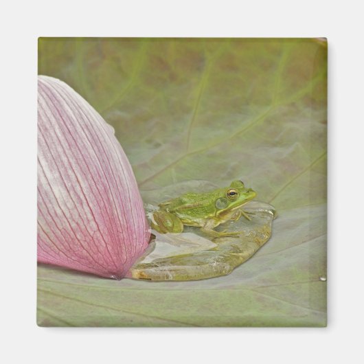Ferkel und Lotus, Blume, China, Magnet (Vorne)
