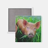 Ferkelkauen-Grasmagnet Magnet (Vorderseite/Rückseite)