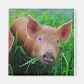 Ferkelkauen-Grasmagnet Magnet (Vorne)