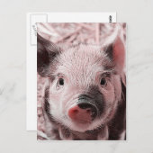 Ferkelrosa Postkarte (Vorne/Hinten)