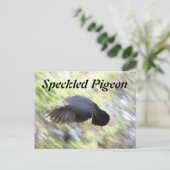 Ferkeltaube # 2 postkarte (Stehend Vorderseite)