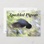 Ferkeltaube # 2 postkarte (Vorne/Hinten)