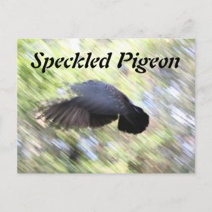 Ferkeltaube # 2 postkarte