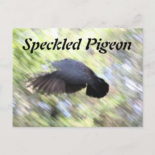 Ferkeltaube # 2 postkarte (Vorderseite)