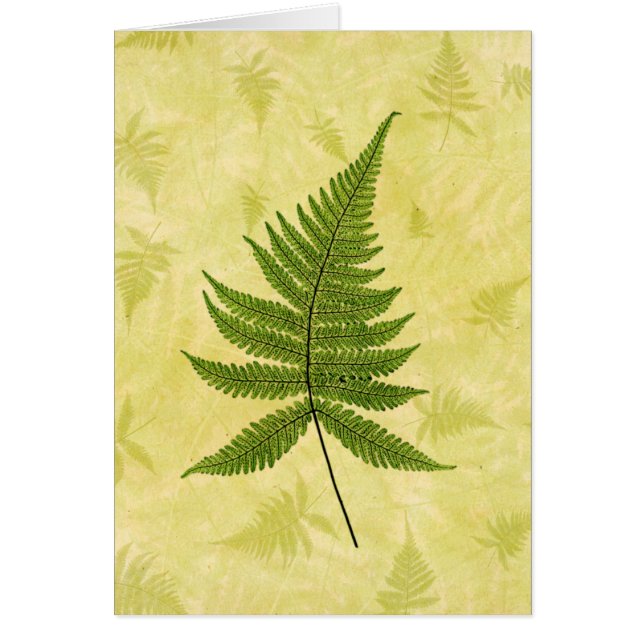 Fern (Vorne)