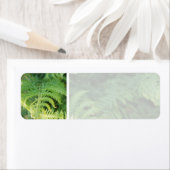 Fern Blätter. (Insitu)