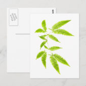 Fern-Blätter abgeschieden Postkarte (Vorne/Hinten)
