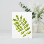 Fern-Blätter abgeschieden Postkarte (Stehend Vorderseite)