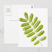 Fern-Blätter abgeschieden Postkarte (Vorne/Hinten)