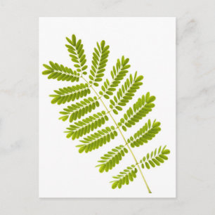 Fern-Blätter abgeschieden Postkarte