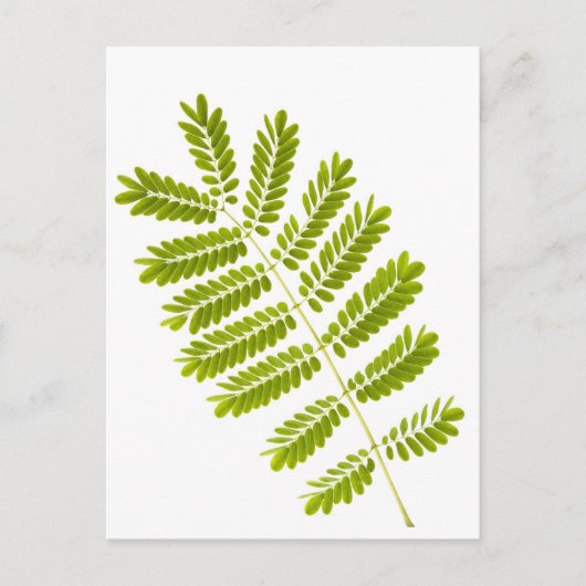 Fern-Blätter abgeschieden Postkarte (Vorderseite)