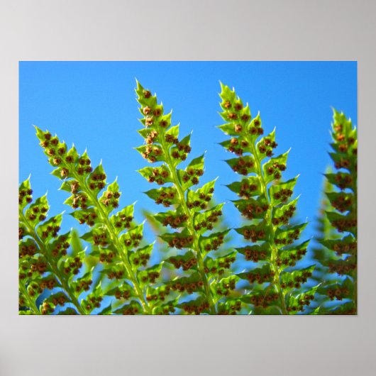 FERN Blätter Kunstdrucke Gerahmte Kunstwerke Green Poster (Vorne)