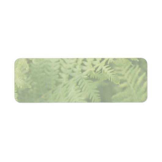 Fern Blätter, leicht grün. (Vorne)