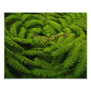 Fern Blätter Portrait Fotodruck