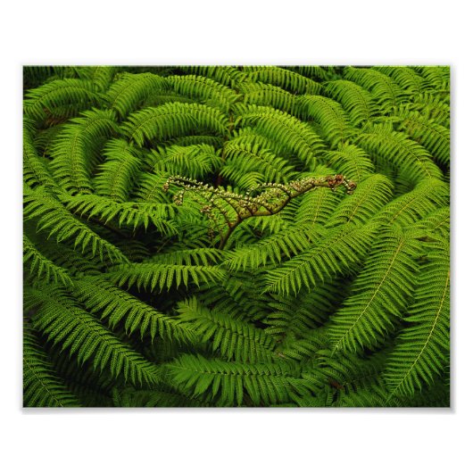 Fern Blätter Portrait Fotodruck (Vorne)