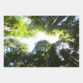 Fern Canyon I Geschenkpapier Set (Vorderseite 2)