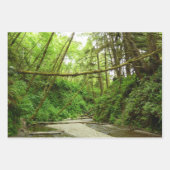 Fern Canyon I Geschenkpapier Set (Vorderseite)
