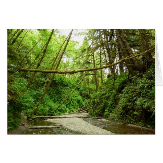 Fern Canyon I im Redwood National Park (Vorderseite (Horizontal))