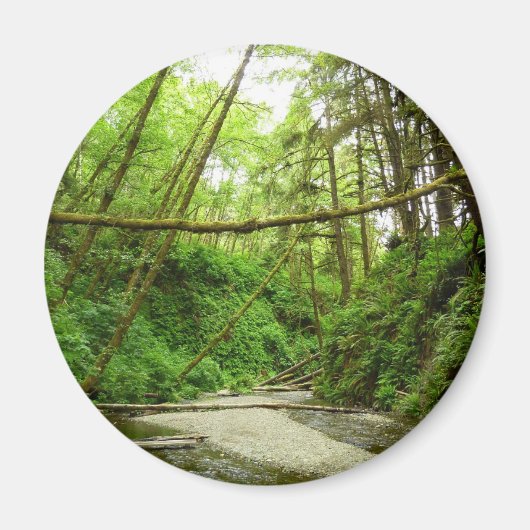 Fern Canyon I im Redwood National Park Magnet (Vorne)