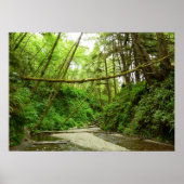 Fern Canyon I im Redwood National Park Poster (Vorne)