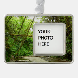 Fern Canyon I im Redwood National Park Rahmen-Ornament Silber