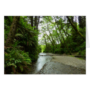 Fern Canyon II im Redwood-Nationalpark