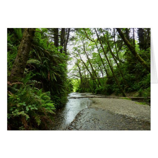 Fern Canyon II im Redwood-Nationalpark (Vorderseite (Horizontal))