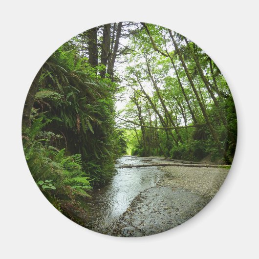 Fern Canyon II im Redwood-Nationalpark Magnet (Vorne)