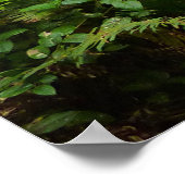 Fern Canyon II im Redwood-Nationalpark Poster (Ecke)