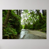 Fern Canyon II im Redwood-Nationalpark Poster (Vorne)