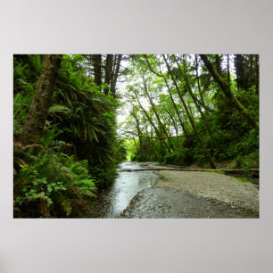 Fern Canyon II im Redwood-Nationalpark Poster